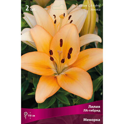 ������ ������ ����� ��-������ ������� (2 ��.)   ����