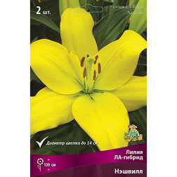 ������ ������ ����� ��-������ ������� (2 ��.)   ����