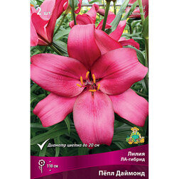 ������ ������ ����� ��-������ ϸ�� ������� (2 ��.)   ����