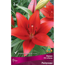 ������ ������ ����� ��-������ �������� (2 ��.)   ����