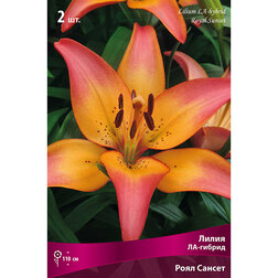 ������ ������ ����� ��-������ ���� ������ (2 ��.)   ����