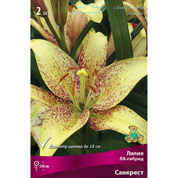 ������ ������ ����� ��-������ �������� (2 ��.)   ����