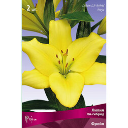 ������ ������ ����� ��-������ ����� (2 ��.)   ����