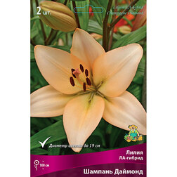 ������ ������ ����� ��-������ ������� ������� (2 ��.)   ����