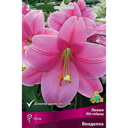 ������ ������ ����� ��-������ �������� (2 ��.)   ����