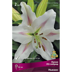 ������ ������ ����� ��-������ ������ (2 ��.)   ����