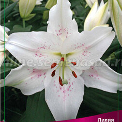 ������ ������ ����� ���-������ ��� (2 ��.)   ����