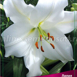 ������ ������ ����� ���-������ ����� (2 ��.)   ����