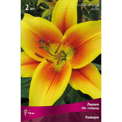 ������ ������ ����� ��-������ ������ (2 ��.)   ����