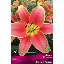 ������ ������ ����� ��-������ ������� ����� (2 ��.)   ����