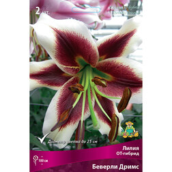 ������ ������ ����� ��-������ ������� ����� (2 ��.)   ����