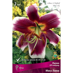 ������ ������ ����� ��-������ ���� ���� (2 ��.)   ����