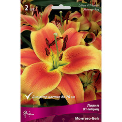 ������ ������ ����� ��-������ ������� ��� (2 ��.)   ����