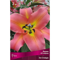 ������ ������ ����� ��-������ �� ������ (2 ��.)   ����