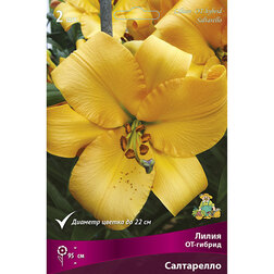 ������ ������ ����� ��-������ ���������� (2 ��.)   ����