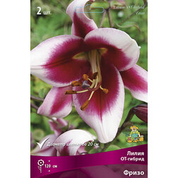 ������ ������ ����� ��-������ ����� (2 ��.)   ����