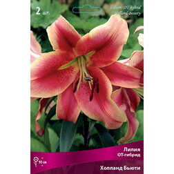 ������ ������ ����� ��-������ ������� ����� (2 ��.)   ����