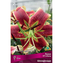 ������ ������ ����� ��-������ ���������� (2 ��.)   ����