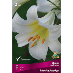 ������ ������ ����� ��������� ������ ������ (2 ��.)   ����