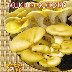 ������ ������ ������� ������� ��� �������� (12 ��.)   ����