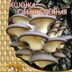 ������ ������ ������� ������������ (12 ��.)   ����