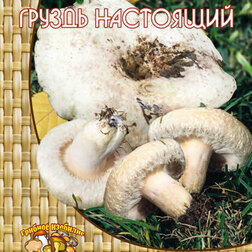 ������ ������ ������ ��������� ��� ����� ������ (60 ��.)   ����