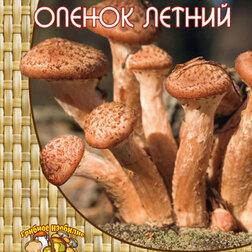 ������ ������ ����� ������ (12 ��.)   ����