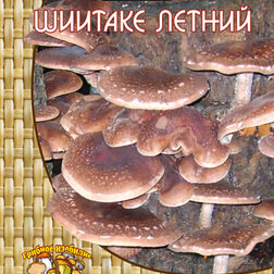 ������ ������ ������� ������ (12 ��.)   ����