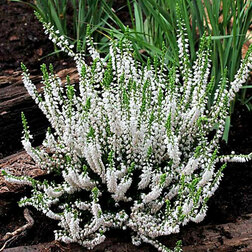 ������ ������ ������ ������������ ���� ����   ����