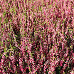 ������ ������ ������ ������������ �����   ����