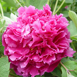 ������ ������ ���� ����������� ������� ���   ����