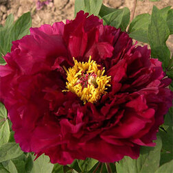 ������ ������ ���� ����������� ������� ���   ����