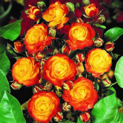 ������ ������ ���� ��������� �������� �����   ����