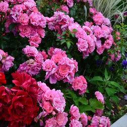 ������ ������ ���� �������������� ����������   ����