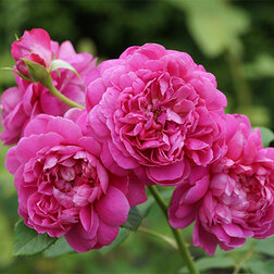 ������ ������ ���� �������� ���������� ��������� ����   ����