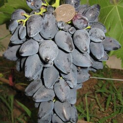 ������ ������ �������� �������� ������   ����