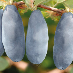 ������ ������ ��������� ��������� ����� ���   ����