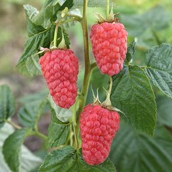 ������ ������ ������ ����� ������   ����