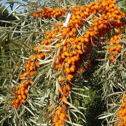 ������ ������ �������� ������   ����