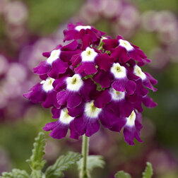 ������ ������ ������� ��������� ������ ������ �������� ��� �� (��-100��) ���������������� ������   ����