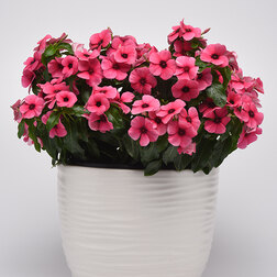 ������ ������ ���������� ���� ��������� (��-250��) ���������������� ������   ����