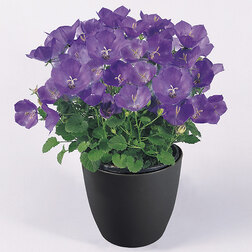 ������ ������ ����������� ���������� ����� ��� ��� (��-250�����) ���������������� ������   ����