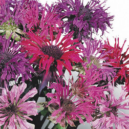 ������ ������ ������� ��������� �������� ���� (1��-250��) ���������������� ������   ����