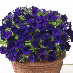 ������ ������ ������� ��������� ���� �������� ��� (��-100�����) ���������������� ������   ����