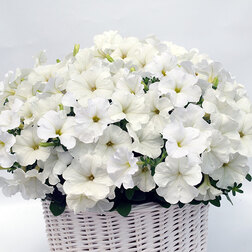 ������ ������ ������� ����������� �������� ���� (��-250�����) ���������������� ������   ����