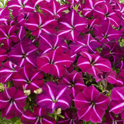 ������ ������ ������� ����������� �������� ����� ��� ���� (��-250�����) ���������������� ������   ����