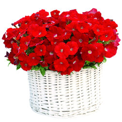 ������ ������ ������� ����������� �������� ��� (��-250�����) ���������������� ������   ����