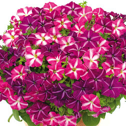 ������ ������ ������� ����������� �������� ���� ���� (��-100�����) ���������������� ������   ����