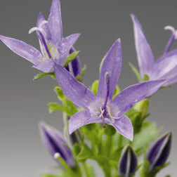 ������ ������ ����������� ���������� �������� (1��-1000 ��)   ����