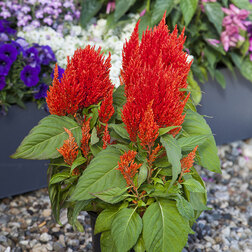 ������ ������ ������� �������� ����� ������ ������� (��-1000��) ���������������� ������   ����